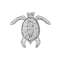 Fototapeta premium Vector Turtle