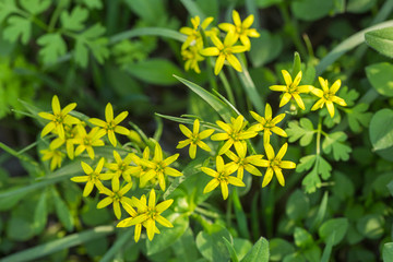 Ornithogalum flowers bloom in the garden.