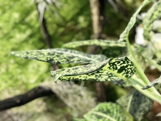 Green speckled leaf of a tropical plant
