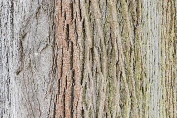 Obraz premium Closeup Rough tree bark texture