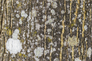 Obraz premium Closeup Rough tree bark texture