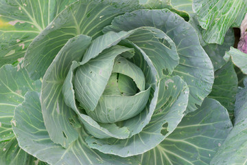 Cabbage closeup. freshly growing cabbage field, cabbage hurvest concept