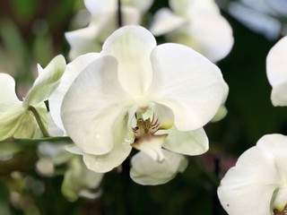 Naklejka na ściany i meble White orchid flower bud close up 