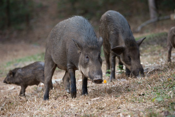 Black Pig. image mammal pet pig in a black enclosure