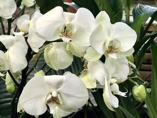 Naklejka na ściany i meble Bouquet of white orchid flowers 