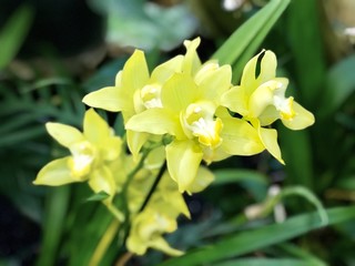 Yellow orchids close up
