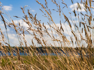 Fototapeta premium American marram grass with blue sky and shoreline