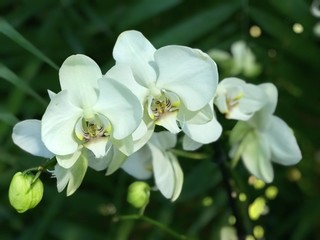 Fototapeta na wymiar Three white orchids 