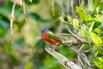 Painted Bunting Portrait