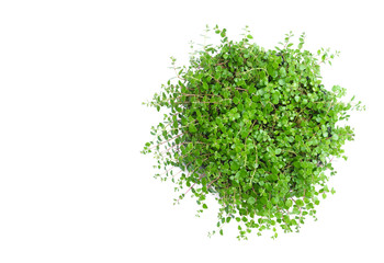 Green potted plant, trees in the cement pot isolated on white background.