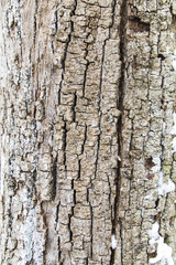 Closeup Rough tree bark texture