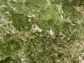 Texture of moss-covered stone
