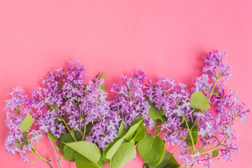 Lilac branches on a pink background