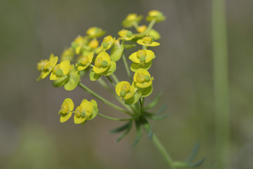 Zypressen-Wolfsmilch