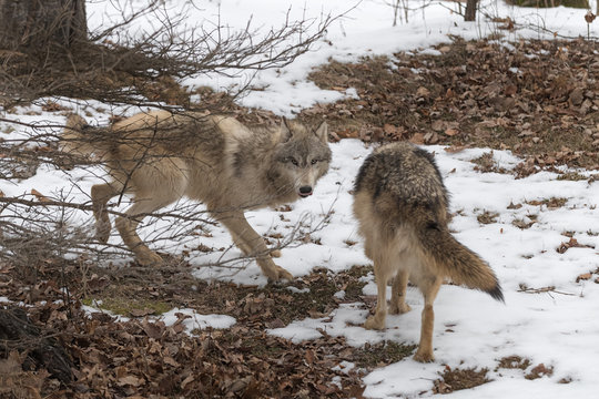Grey Wolves (Canis lupus) and Branches