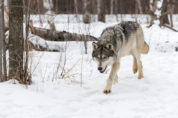 Naklejka premium Grey Wolf (Canis lupus) Trots Forward