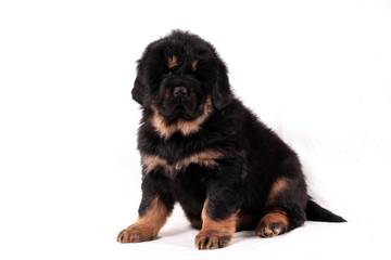 щенок тибетского мастифа, сидит