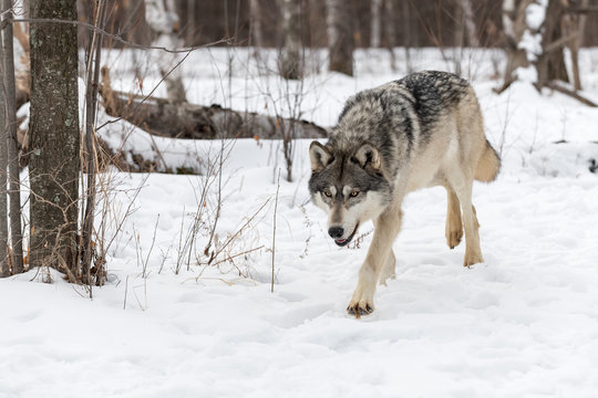 Grey Wolf (Canis lupus) Trots Forward