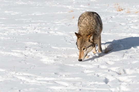 Grey Wolf (Canis lupus) Prowls Forward Nose Down