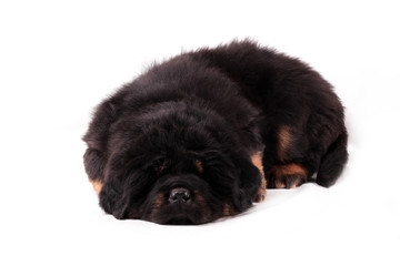 щенок тибетского мастифа, лежит