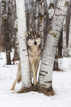 Grey Wolf (Canis lupus) Looks Out From Between Birch Trees