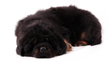 щенок тибетского мастифа, лежит