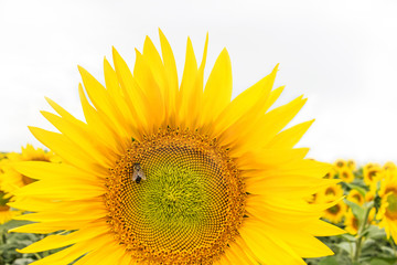 Piękny duży słonecznik na tle pola. Pszczoła siedząca na słoneczniku.