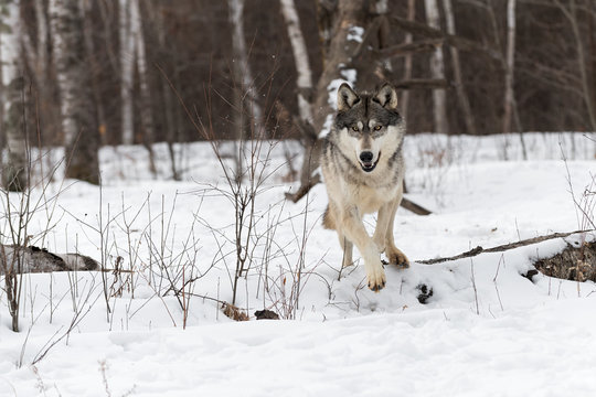 Grey Wolf (Canis lupus) Jumps Over Log
