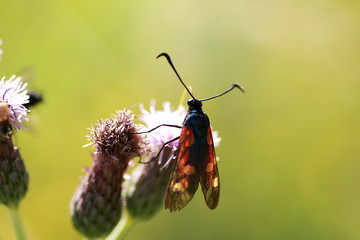 PAPILLON A POIS ROUGES