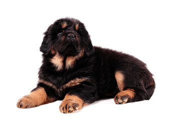 щенок тибетского мастифа, лежит