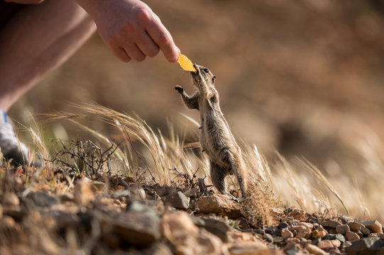 The Barbary Ground Squirrel