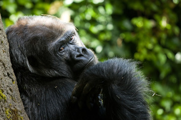 A large gorilla