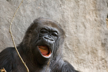 Obraz premium A large gorilla