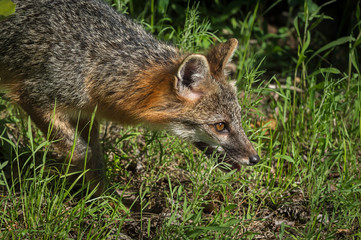 Grey Fox Vixen (Urocyon cinereoargenteus) Goes Right Closeup