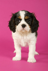 Niedlicher Cavalier King Charles Welpe auf braunem Hintergrund