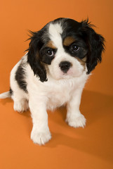 Niedlicher Cavalier King Charles Welpe auf braunem Hintergrund