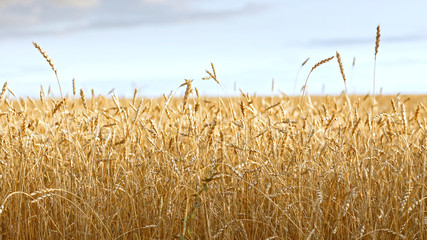 Yellow grain of wheat ready for harvest growing in a farm field