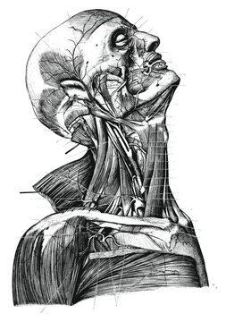 Vintage Anatomy Portrait Vector Illustration Black and White