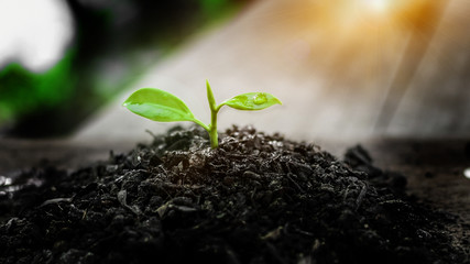 Natural green plant growing In Sunlight. New life. world environment day.