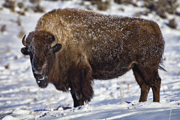 Frosty bison in the Lamar Valley in Yellowstone National Park. It was -18° F at the time of the photograph.