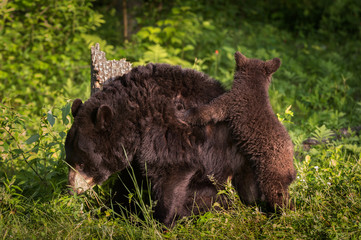 Black Bear (Ursus americanus) Cub Climbs On Mothers Back