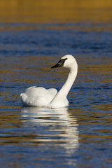 Swan on the Yellowstone River
