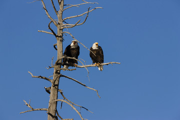 Two Bald Eagles on the Madison River
