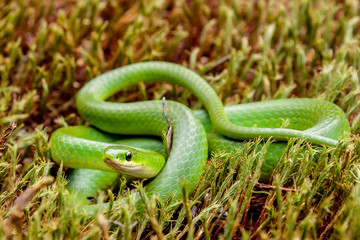 Naklejka premium Gładki zielony wąż (Opheodrys vernalis)