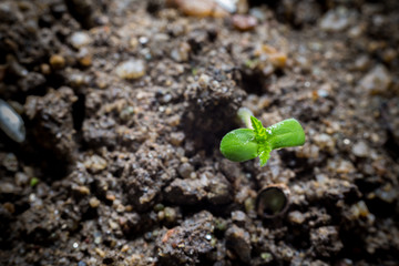 Young Cannabis Growing in soil