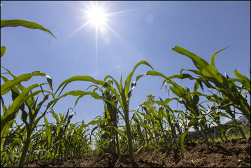 cornfield in styria, austria