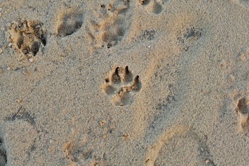 Dogs paw print