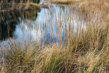 Dry wildflowers and grass on the bank of narrow river in rural area - rural nature background - 2