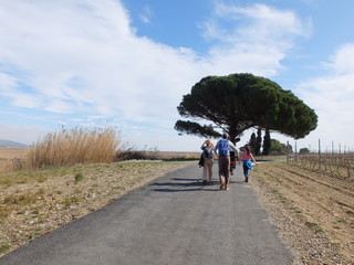 marcheurs ensemble sur fond d'arbre