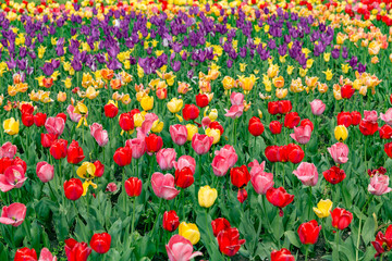 A magical landscape with sunrise over tulip field in the Netherlands